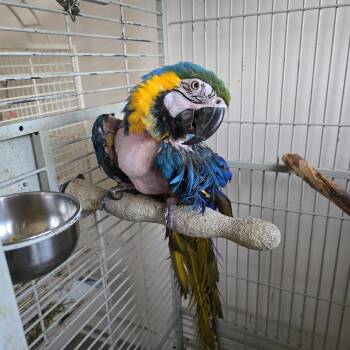 Athena -  Macaw Bird for Adoption in Modesto, California - Athena | PetCurious