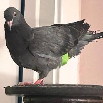 Coorati Kid -  Pigeon Bird for Adoption in Chicago, Illinois - Coorati Kid | PetCurious