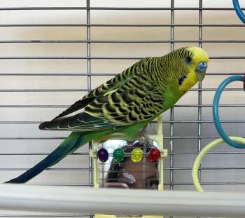 Peacock Peafowl Birds Available for Adoption in Delson, Quebec - Subaru | PetCurious
