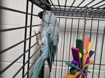 LOLY -  Parrot Bird for Adoption in Derwood, Maryland - LOLY | PetCurious