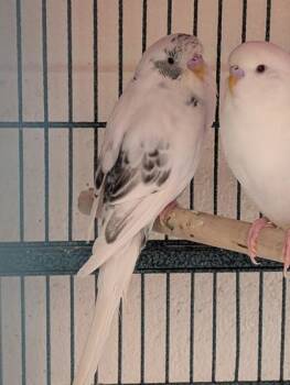 Budgie Budgerigar Birds Available for Adoption in Fairfax, Virginia - Unicorn | PetCurious