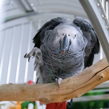 Arlo -  African Grey Bird for Adoption in West Warwick, Rhode Island - Arlo | PetCurious