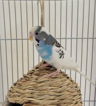 Parakeet Birds Available for Adoption - JERICO | PetCurious