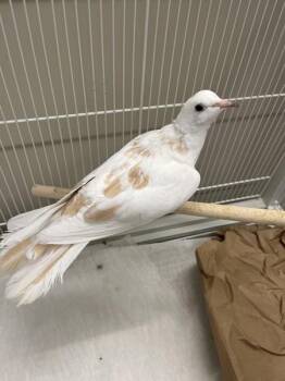 Dove Birds Available for Adoption in Stratham, New Hampshire - Harp | PetCurious