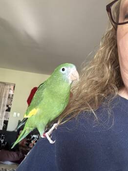 Brotogeris Birds Available for Adoption in Middletown Township, New Jersey - Pockets | PetCurious