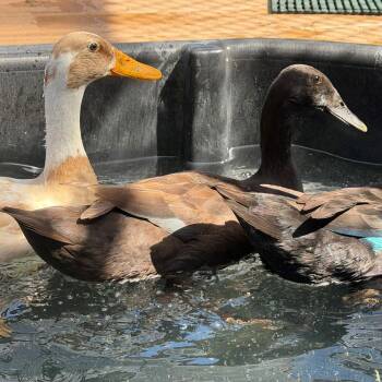Female ducks! -  Duck Bird for Adoption in Burlingame, California - Female Ducks! | PetCurious