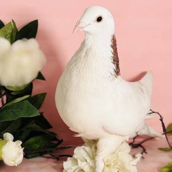Nichole -  Pigeon Bird for Adoption in Chicago, Illinois - Nichole | PetCurious