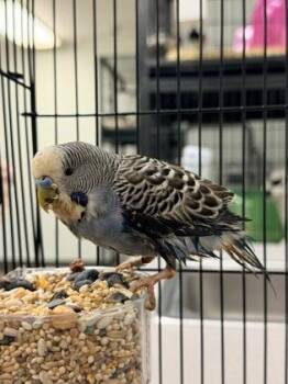 Parakeet Birds Available for Adoption in Bowling Green, Kentucky - Frankie | PetCurious
