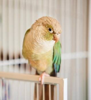 Tulio -  Conure Bird for Adoption in Ballwin, Missouri - Tulio | PetCurious