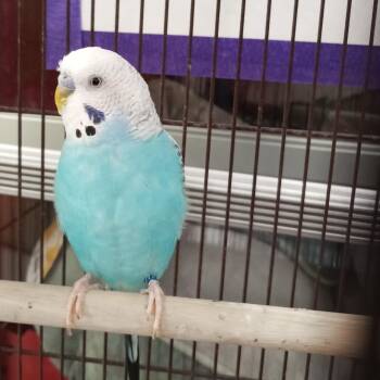 Budgie Budgerigar Birds Available for Adoption in Modesto, California - Bluey | PetCurious