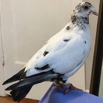 Bibs -  Pigeon Bird for Adoption in Chicago, Illinois - Bibs | PetCurious