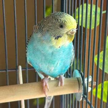 Parakeet Birds Available for Adoption in Des Moines, Iowa - Bud | PetCurious