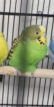 Parakeet Birds Available for Adoption - A1261737 | PetCurious