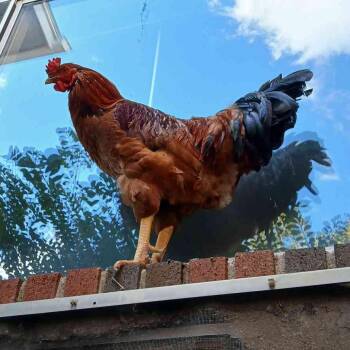 Rod -  Chicken Bird for Adoption in Fairport, New York - Rod | PetCurious