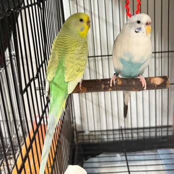 Zig and Zag -  Parakeet Bird for Adoption in Chester Springs, Pennsylvania - Zig And Zag | PetCurious