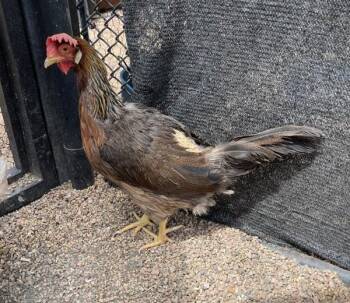Kim K -  Chicken Bird for Adoption in Golden, Colorado - Kim K | PetCurious