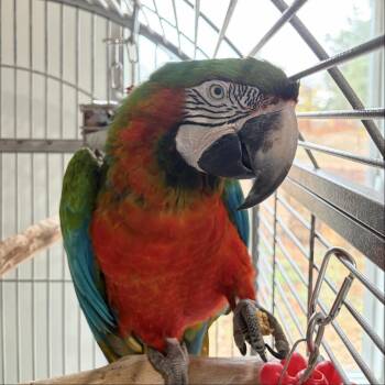 Macaw Birds Available for Adoption in Kanab, Utah - Sadie | PetCurious