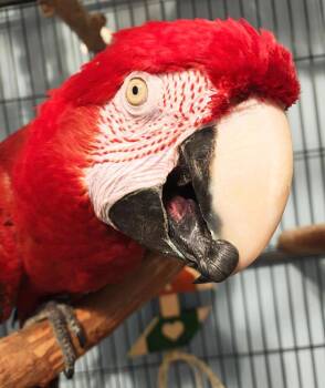 Macaw Birds Available for Adoption - Rico | PetCurious
