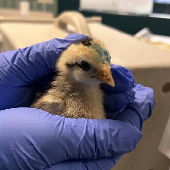 Leif -  Chicken Bird for Adoption in Pasadena, California - Leif | PetCurious