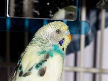 Legend -  Parakeet Bird for Adoption in Longmont, Colorado - Legend | PetCurious