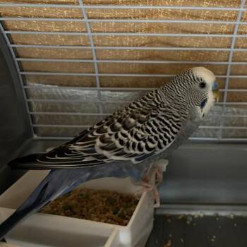 Chinnu -  Parakeet Bird for Adoption in South Elgin, Illinois - Chinnu | PetCurious
