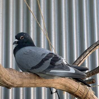 Pigeon Birds Available for Adoption in Burlingame, California - Jeffrey | PetCurious