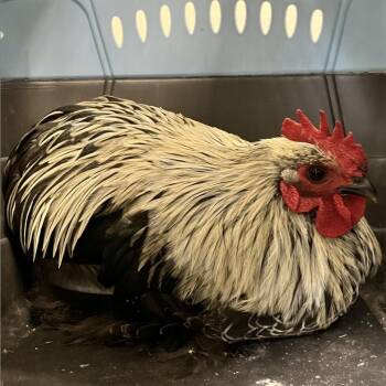 111847 -  Chicken Bird for Adoption in Las Cruces, New Mexico - 111847 | PetCurious