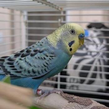 Parakeet Birds Available for Adoption in Kanab, Utah - Shrimp | PetCurious