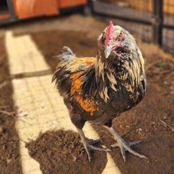 Minnesota -  Chicken Bird for Adoption in Reno, Nevada - Minnesota | PetCurious