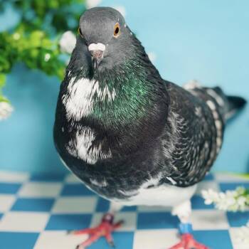 Pigeon Birds Available for Adoption in Chicago, Illinois - Rhapsody | PetCurious