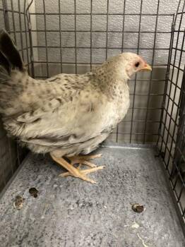 Chicken Birds Available for Adoption in Las Vegas, Nevada - BIRTTANY | PetCurious