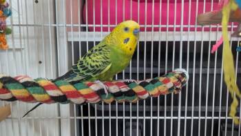 Parakeet Birds Available for Adoption - Splish Splash And Sugar Cube | PetCurious
