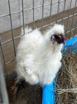 Chicken Birds Available for Adoption in Union, Missouri - SHORTBREAD | PetCurious