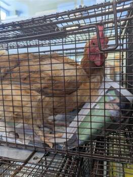 ROSALIND -  Chicken Bird for Adoption in San Antonio, Texas - ROSALIND | PetCurious