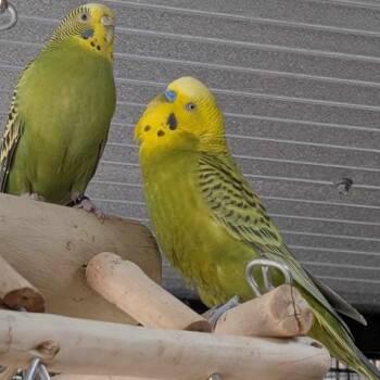 Parakeet Birds Available for Adoption in Kanab, Utah - Englemann | PetCurious