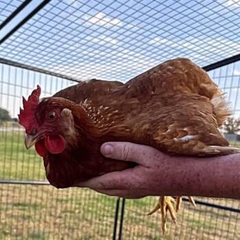 Trixie -  Chicken Bird for Adoption in Saint Joseph, Missouri - Trixie | PetCurious