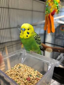 SPRITE -  Budgie Budgerigar Bird for Adoption in Leesburg, Virginia - SPRITE | PetCurious