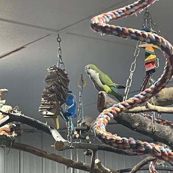 Quaker Parakeet Birds Available for Adoption - Mochie | PetCurious