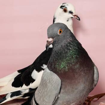 Georgette & Chili Pepper (married couple) -  Pigeon Bird for Adoption in Chicago, Illinois - Georgette & Chili Pepper (married Couple) | PetCurious