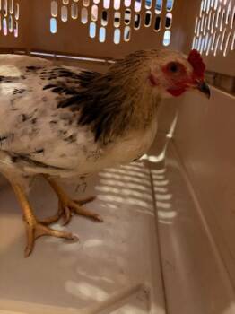 Preston -  Chicken Bird for Adoption in New Albany, Indiana - Preston | PetCurious