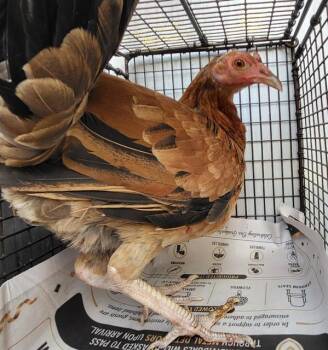 BAWK BAWK -  Chicken Bird for Adoption in San Antonio, Texas - BAWK BAWK | PetCurious