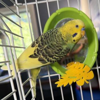 Braviary -  Parakeet Bird for Adoption in Kennebunk, Maine - Braviary | PetCurious