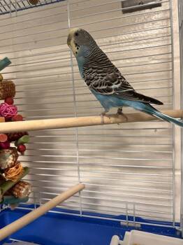 LUPITA -  Budgie Budgerigar Bird for Adoption in Methuen, Massachusetts - LUPITA | PetCurious