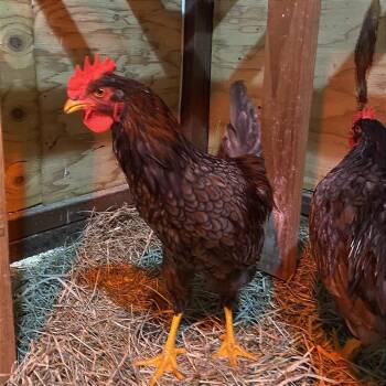 Sweet Pea -  Chicken Bird for Adoption in Cheyenne, Wyoming - Sweet Pea | PetCurious