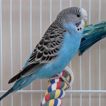 Lucette -  Parakeet Bird Available for Adoption in Kanab, Utah - Lucette | PetCurious