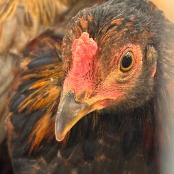 109184 -  Chicken Bird for Adoption in Las Cruces, New Mexico - 109184 | PetCurious
