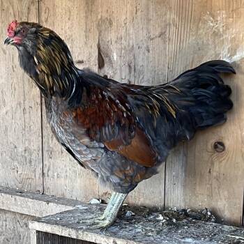 Casey -  Chicken Bird for Adoption in Quakertown, Pennsylvania - Casey | PetCurious