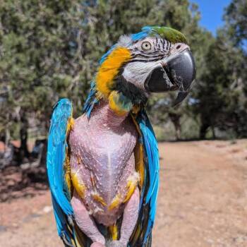 Macaw Birds Available for Adoption in Kanab, Utah - Junior | PetCurious