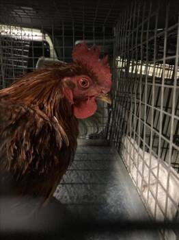 Chicken Birds Available for Adoption in Loveland, Colorado - CROW | PetCurious