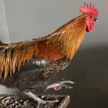 Chicken Birds Available for Adoption - Cornelius (ID 50026) | PetCurious